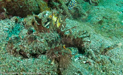Sulawesi